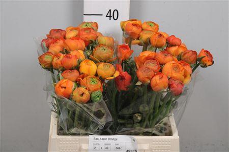 <h4>Ran Aazur Orange</h4>