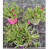Delosperma cooperi Jewel of Desert gemengd