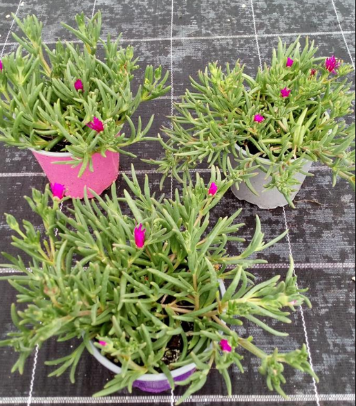 Delosperma cooperi Jewel of Desert gemengd