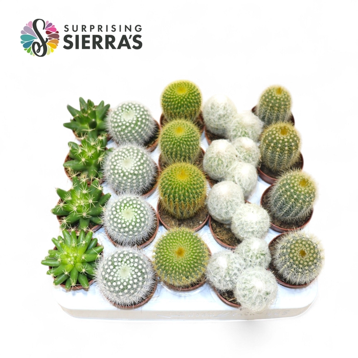 <h4>CACTUS GEM</h4>