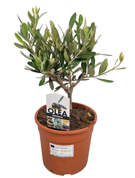 <h4>OLEA EUROPAEA</h4>