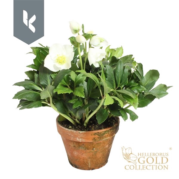 <h4>HGC Helleborus Niger selectie in stenen pot</h4>