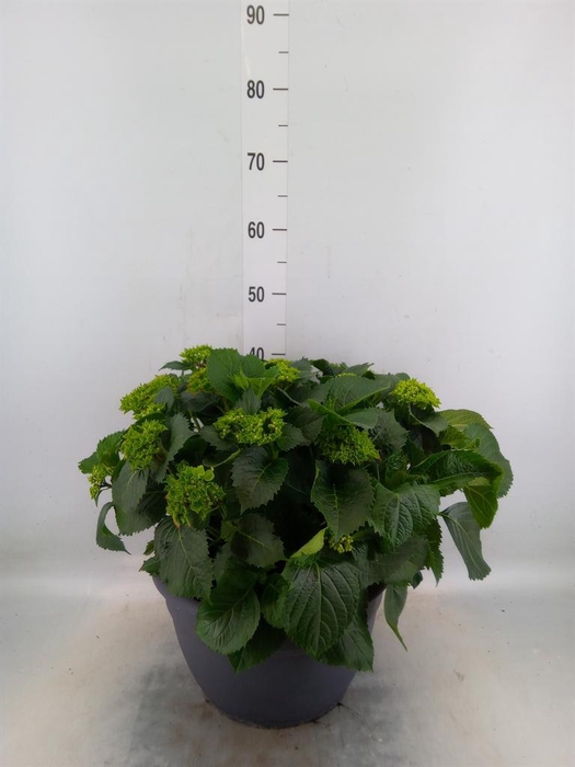 <h4>Hydrangea mac.</h4>