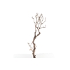 Syringa Branch Extra Hansoul