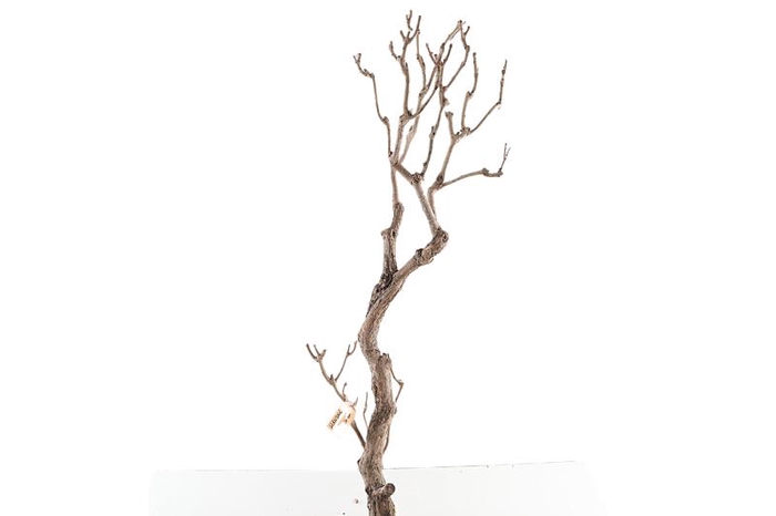 Syringa Branch Extra Hansoul