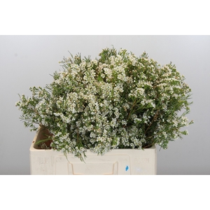 Chamelaucium Blizzard