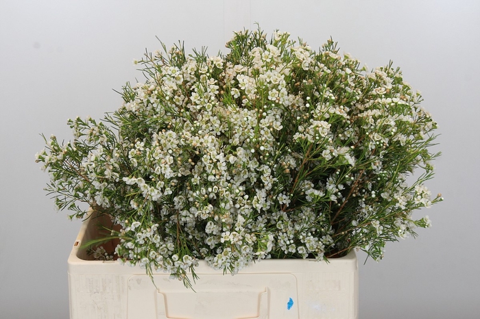 <h4>Chamelaucium Blizzard</h4>
