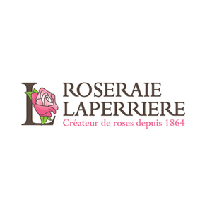 Rosa Floribunda Grp overig