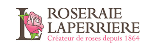 <h4>Rosa (Floribunda Grp) Bella Select</h4>