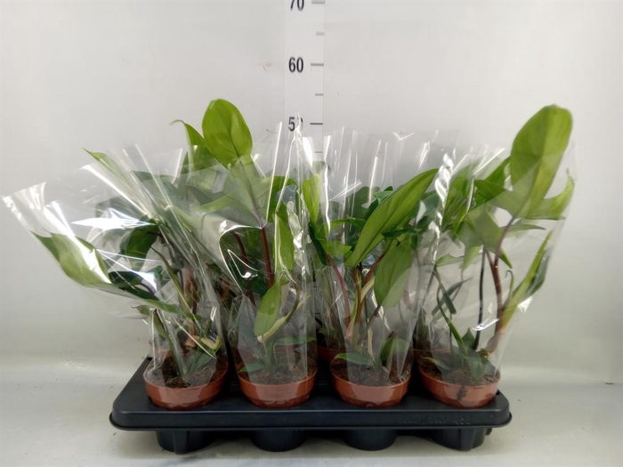 <h4>Philodendron ...</h4>