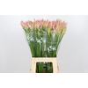 Nerine Vesta K