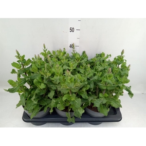 Salvia sylvestris 'Blue Marvel'