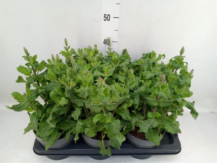 <h4>Salvia sylvestris 'Blue Marvel'</h4>