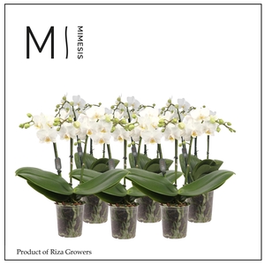 Phalaenopsis Multi White 3 spike - 12cm | Mimesis