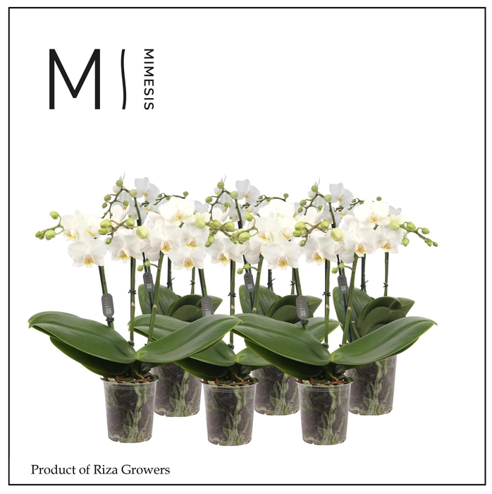 <h4>Phalaenopsis Multi White 3 spike - 12cm | Mimesis</h4>