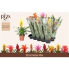 Bromelia Gemengd