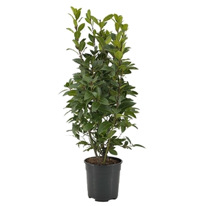 Laurus nobilis Struik