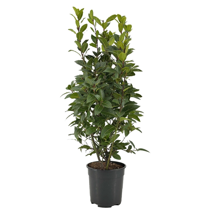 <h4>Laurus nobilis Struik</h4>