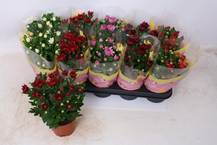 <h4>CHRYS GEVULDBL GEM</h4>