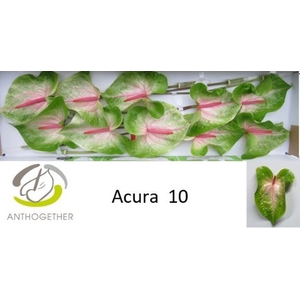 Anthurium Acura