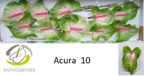 <h4>Anthurium Acura</h4>