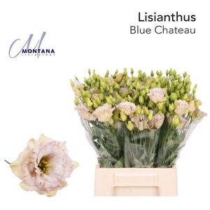 EUS G ELE RETRO ROSE