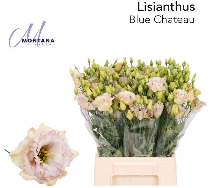 <h4>EUS G ELE RETRO ROSE</h4>