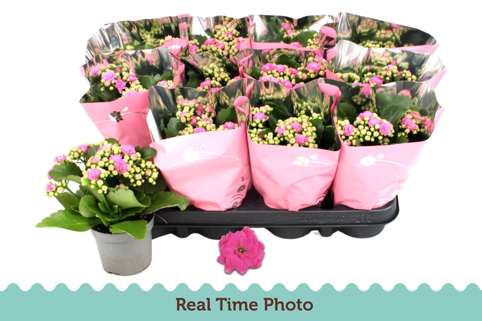 <h4>KAL GE NANDO PINK</h4>