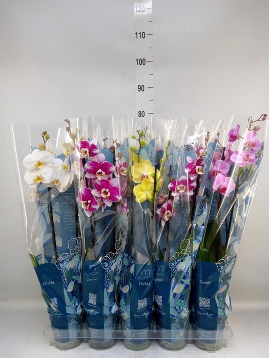 <h4>Phalaenopsis   ...mix  5</h4>