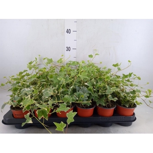 Hedera helix 'Eva'