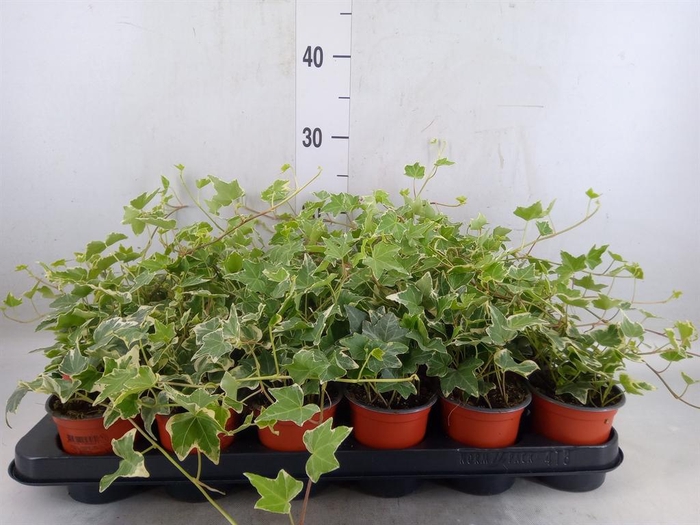 <h4>Hedera helix 'Eva'</h4>