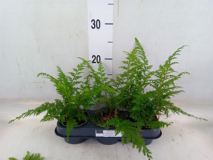 <h4>Planten   ... L%</h4>