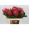 Protea Cynaroides Madiba