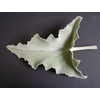 KALANCHOE LEAVES EXTRA