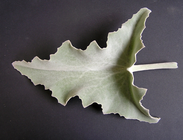 KALANCHOE LEAVES EXTRA