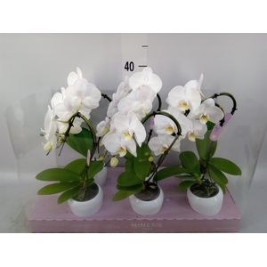 Phalaenopsis   ...white