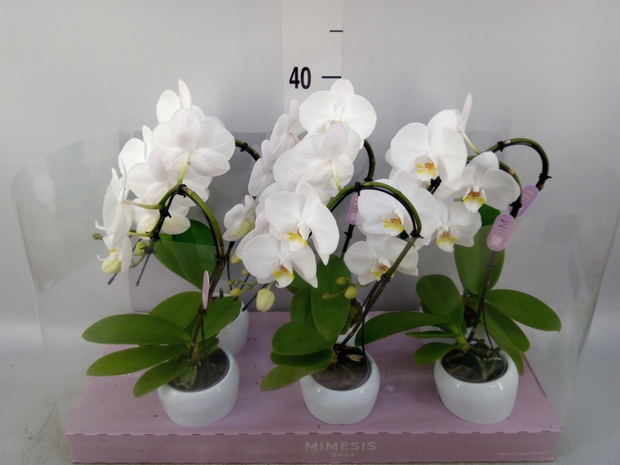 <h4>Phalaenopsis   ...white</h4>
