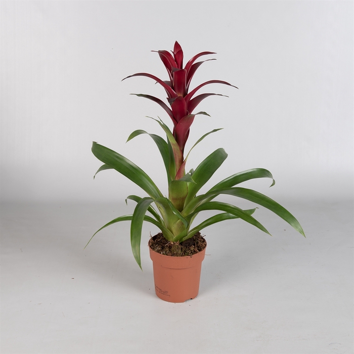 <h4>Guzmania  'Nextara'</h4>