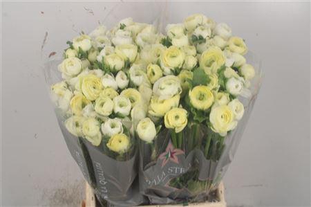 <h4>Ran El Creme</h4>