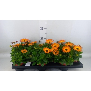 Osteospermum  'Margarita Orang Fla'