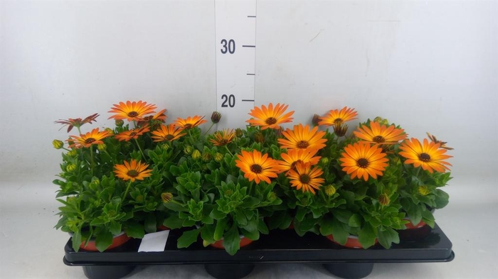 <h4>Osteospermum 'Margarita Orang Fla'</h4>