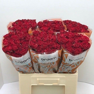 Rosa TR 'Dominica' BRAAM