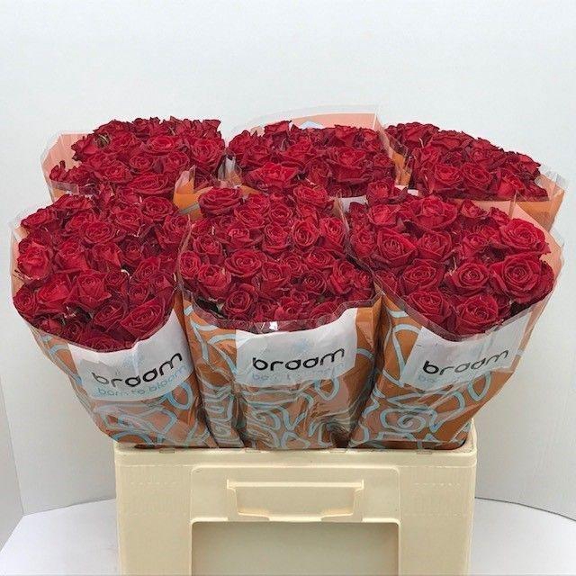 <h4>Rosa TR 'Dominica' BRAAM</h4>