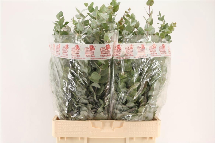 <h4>EUC CINEREA PER BOS</h4>