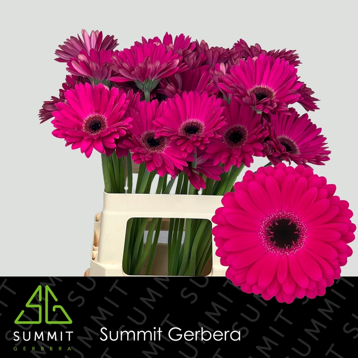 <h4>Gerbera Marilu Lang Gelijk 56cm Water x40</h4>