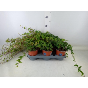 Hedera helix 'Shamrock'