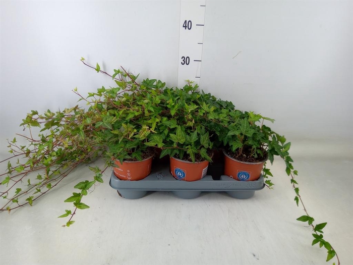 <h4>Hedera helix 'Shamrock'</h4>