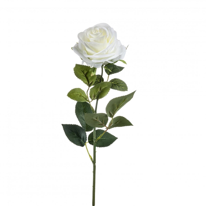 <h4>Rosa 65cm</h4>