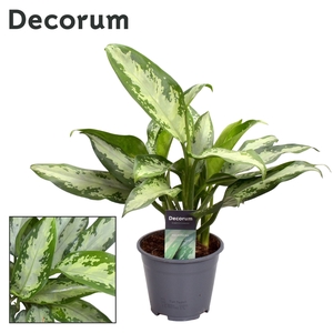 Aglaonema Jubilee