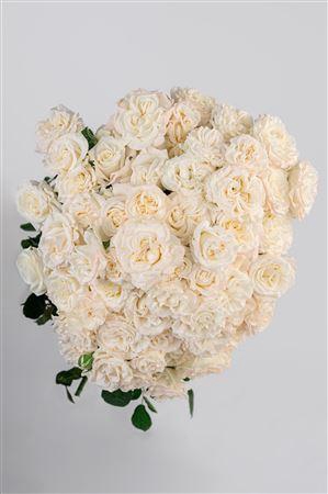 <h4>R Gr Tr Fluffy Flow</h4>